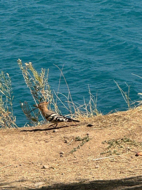 Veb-kamerada sokinish bilan onanizm