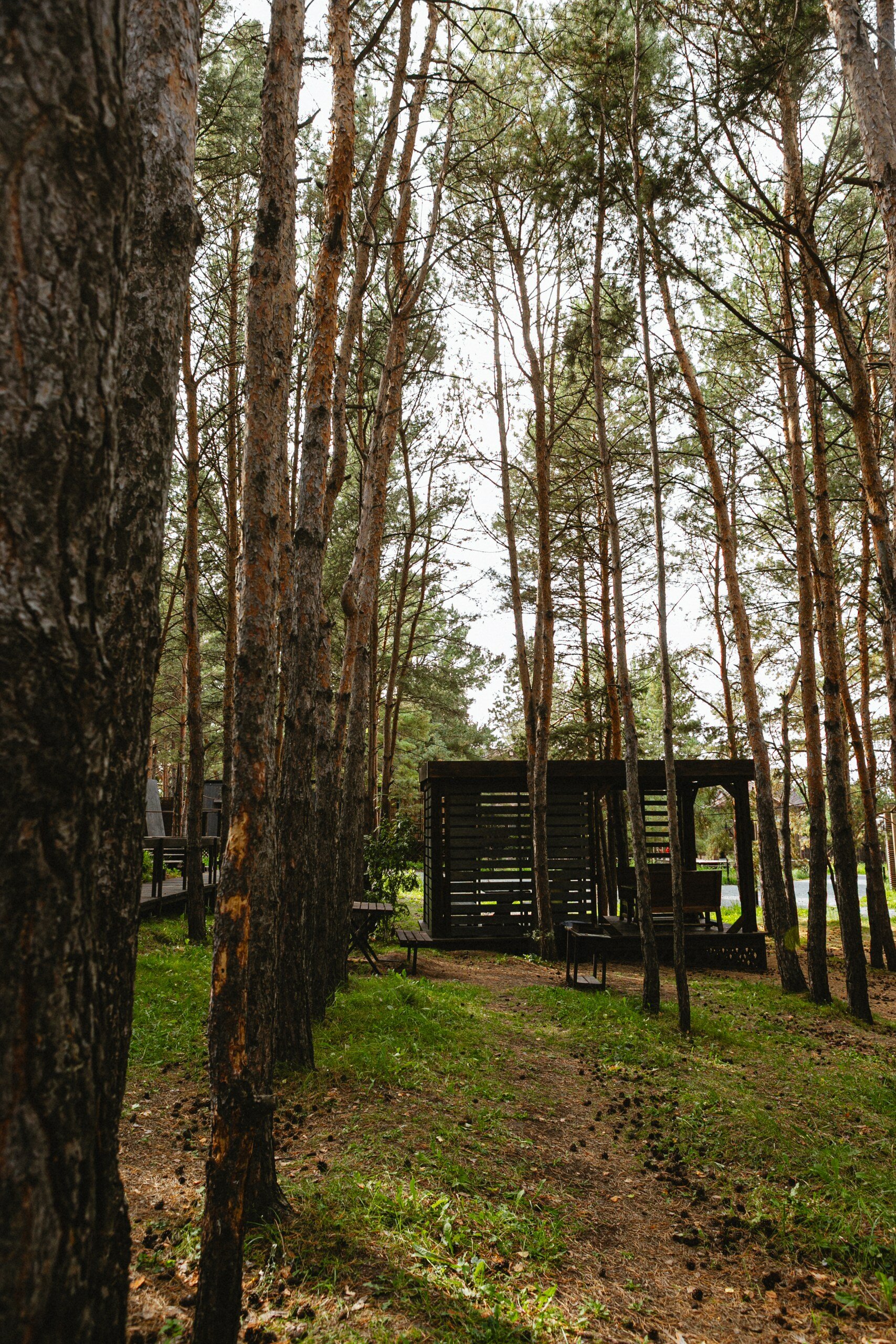 Фото Эко-клуб Шышки