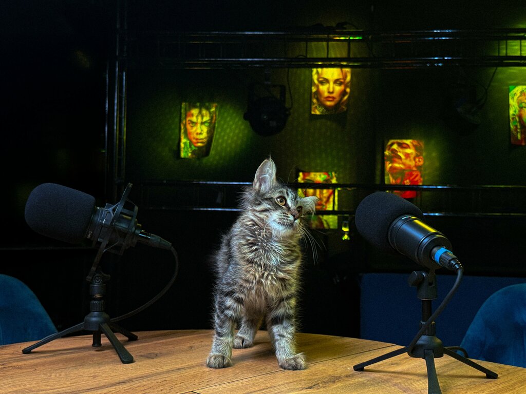 Videography Videotool. Studio, Moscow, photo