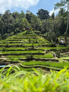 Рисовые террасы Джатилувих (Bali, Tabanan Regency), landmark, attraction