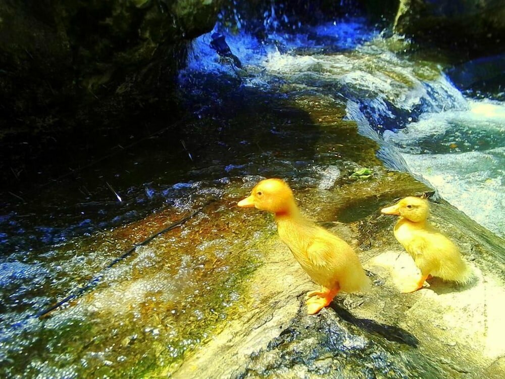 Фото Гостиничный комплекс Park Avenue