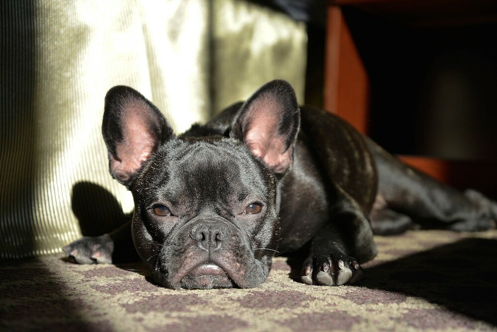 Фото Riversage Billings Inn