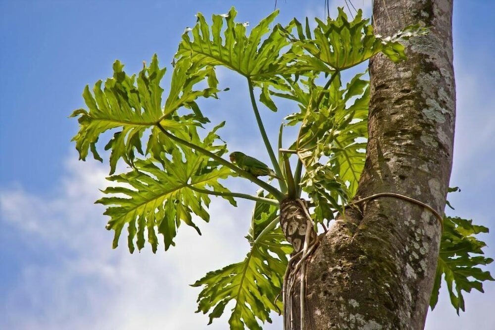 Фото Tierra Guarani Lodge de Selva