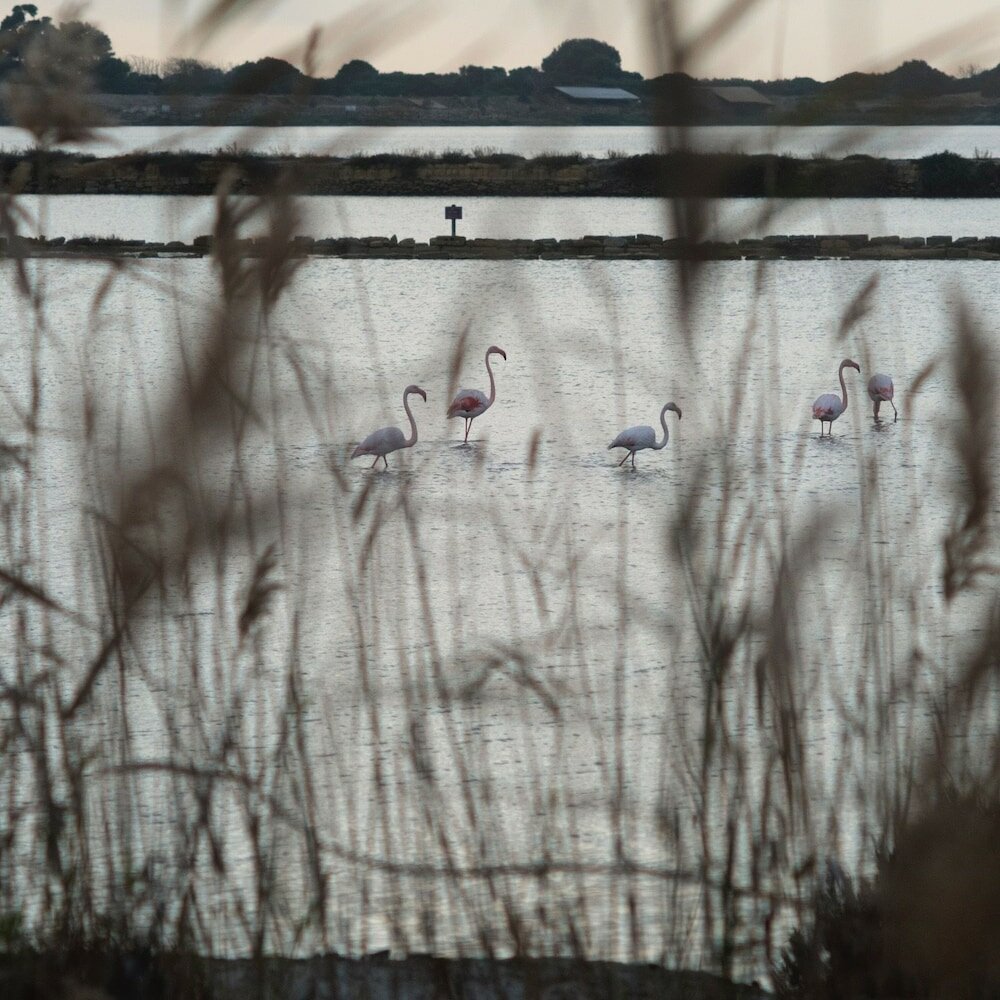 Фото Stagnone Area Zero