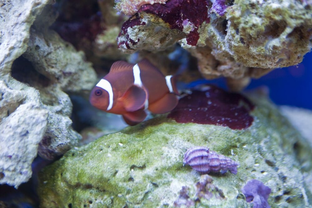 Фото Hawksmoor Guest House