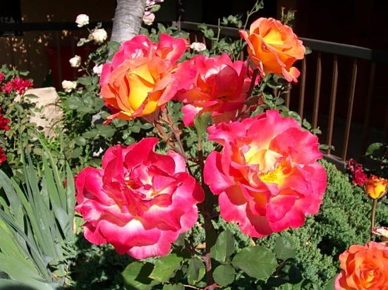 Фото Adelaide Inn