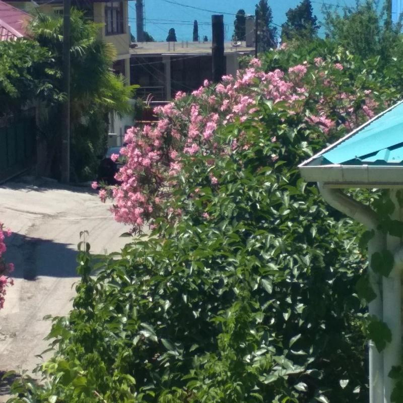 Фото Под пальмой