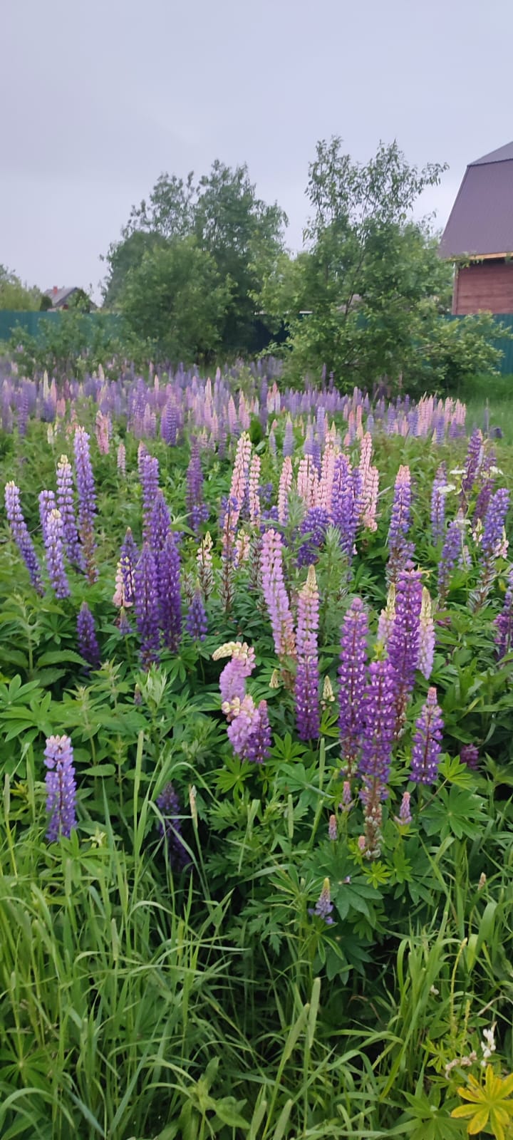 Фото Run, For Rest