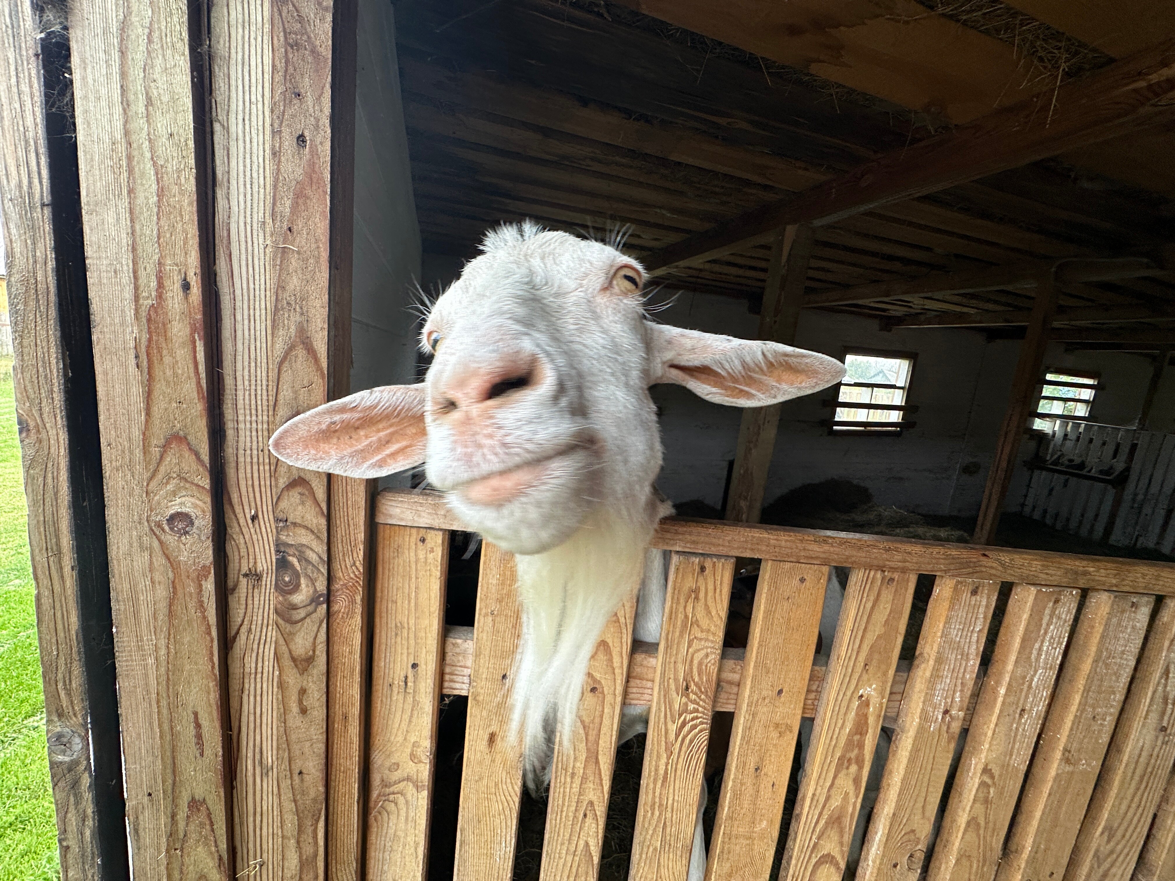 Фото Башкирская коза