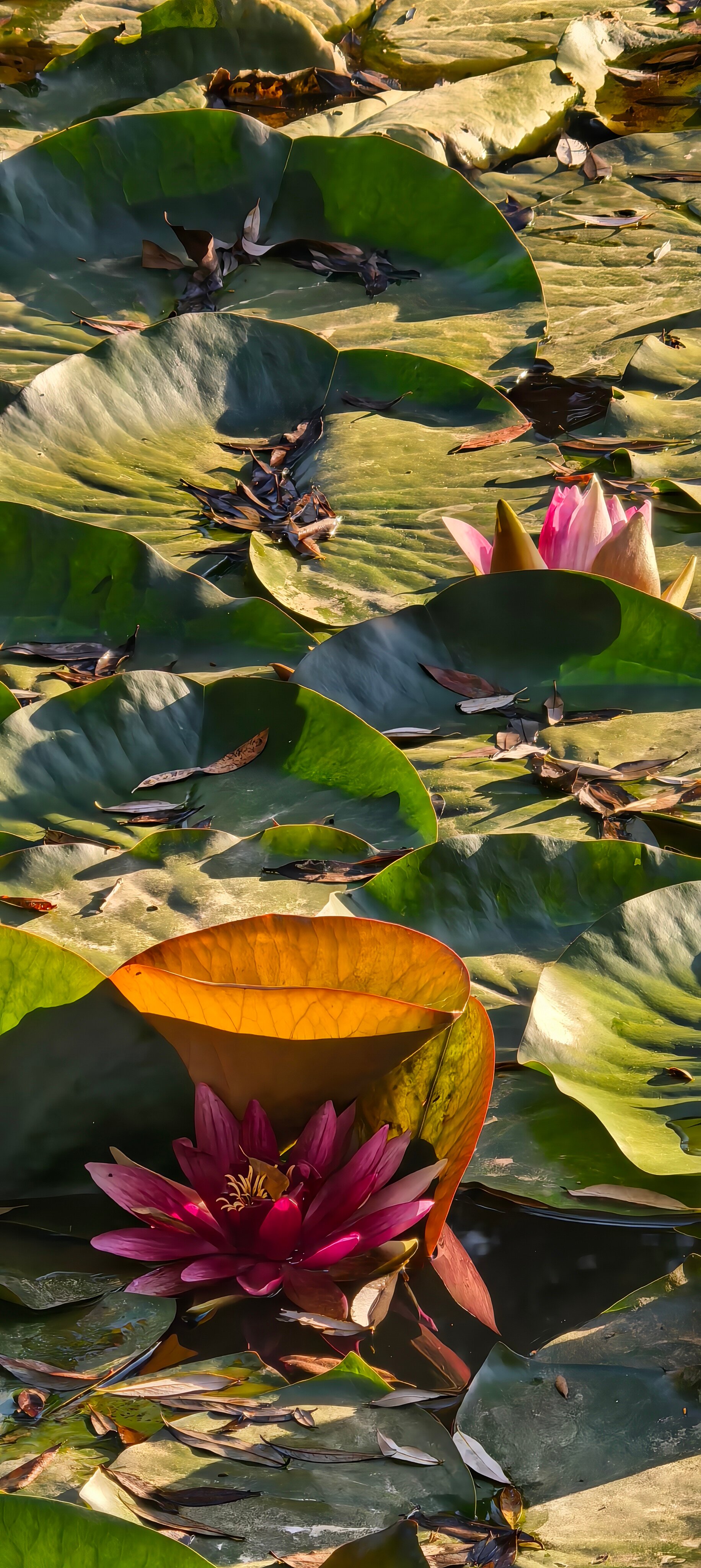 Фото Большая Лаба