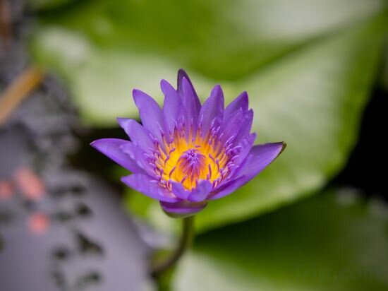 Фото Hotel Puri Melaka