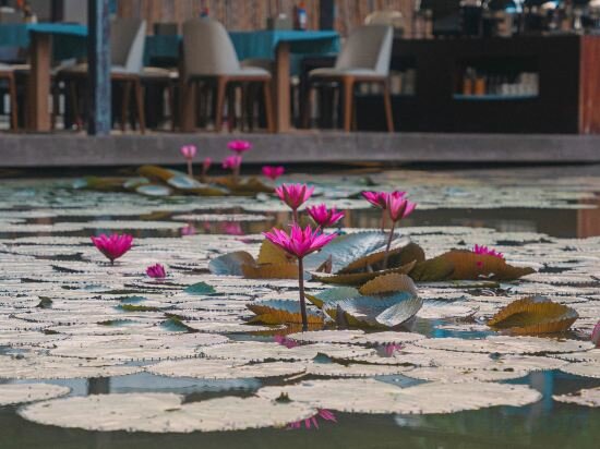 Фото Villa Oasis Luang Prabang
