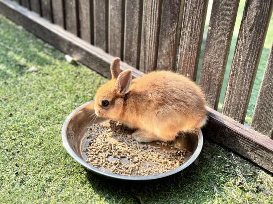 Фото Hangzhou Yagu Resort