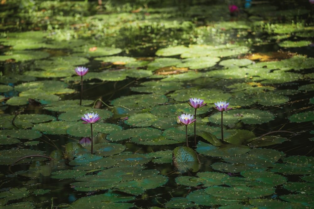 Фото Heritance Ayurveda