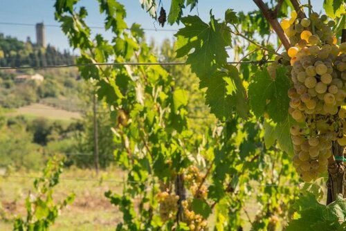 Внешний вид отеля Agriturismo Il Casolare di Bucciano в Сан-Джиминьяно, фото 5