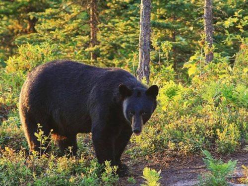 Фото Motel de l'Anse à l'Eau
