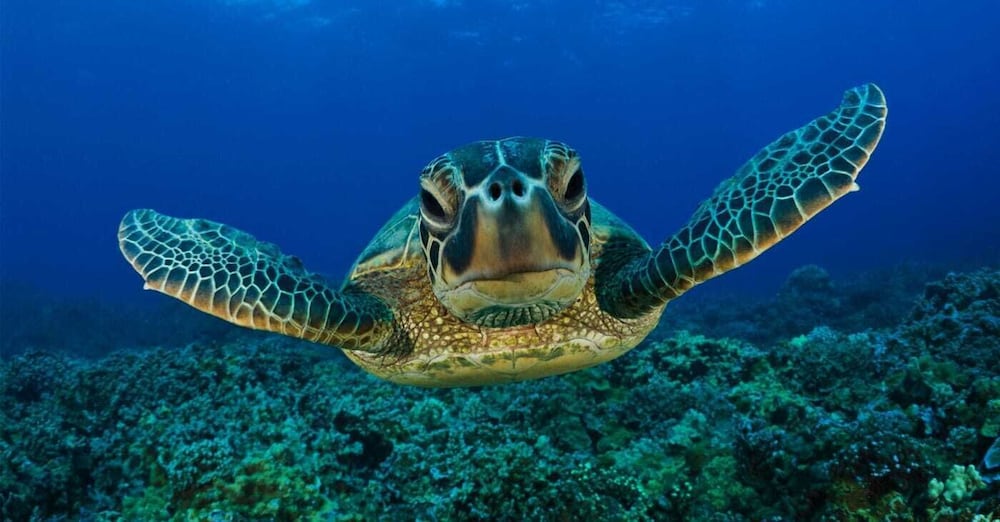 Фото Casa Quinta da Margem