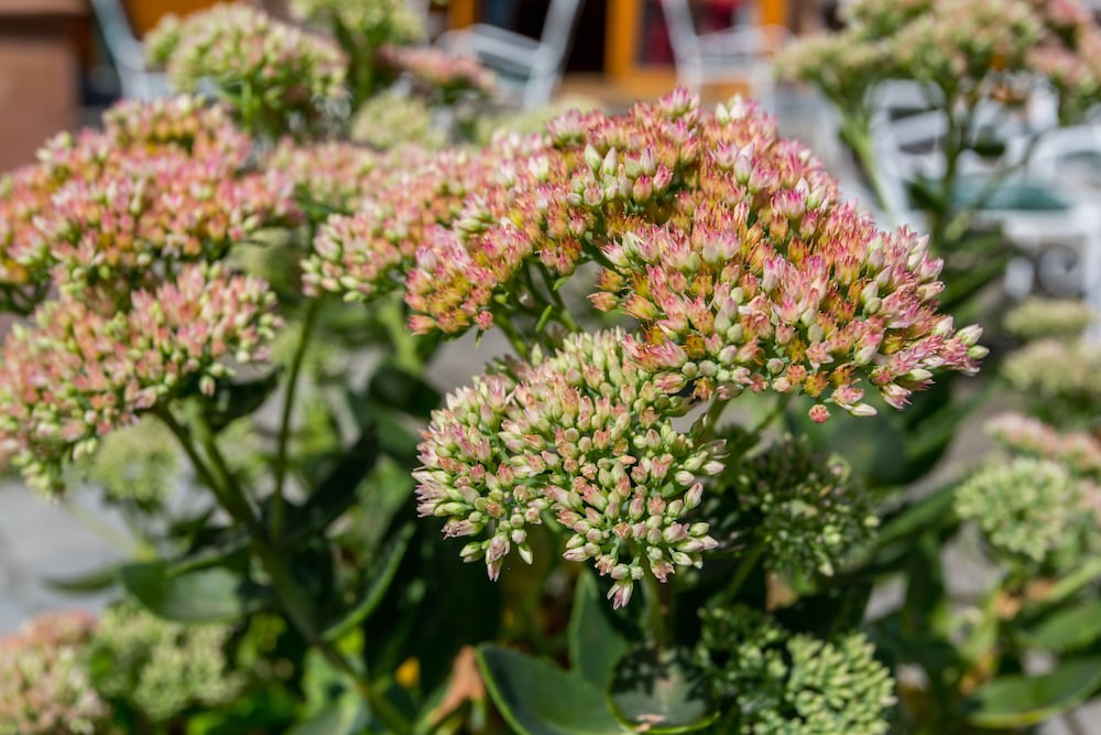 Фото Corvin Hotel Budapest - Sissi wing