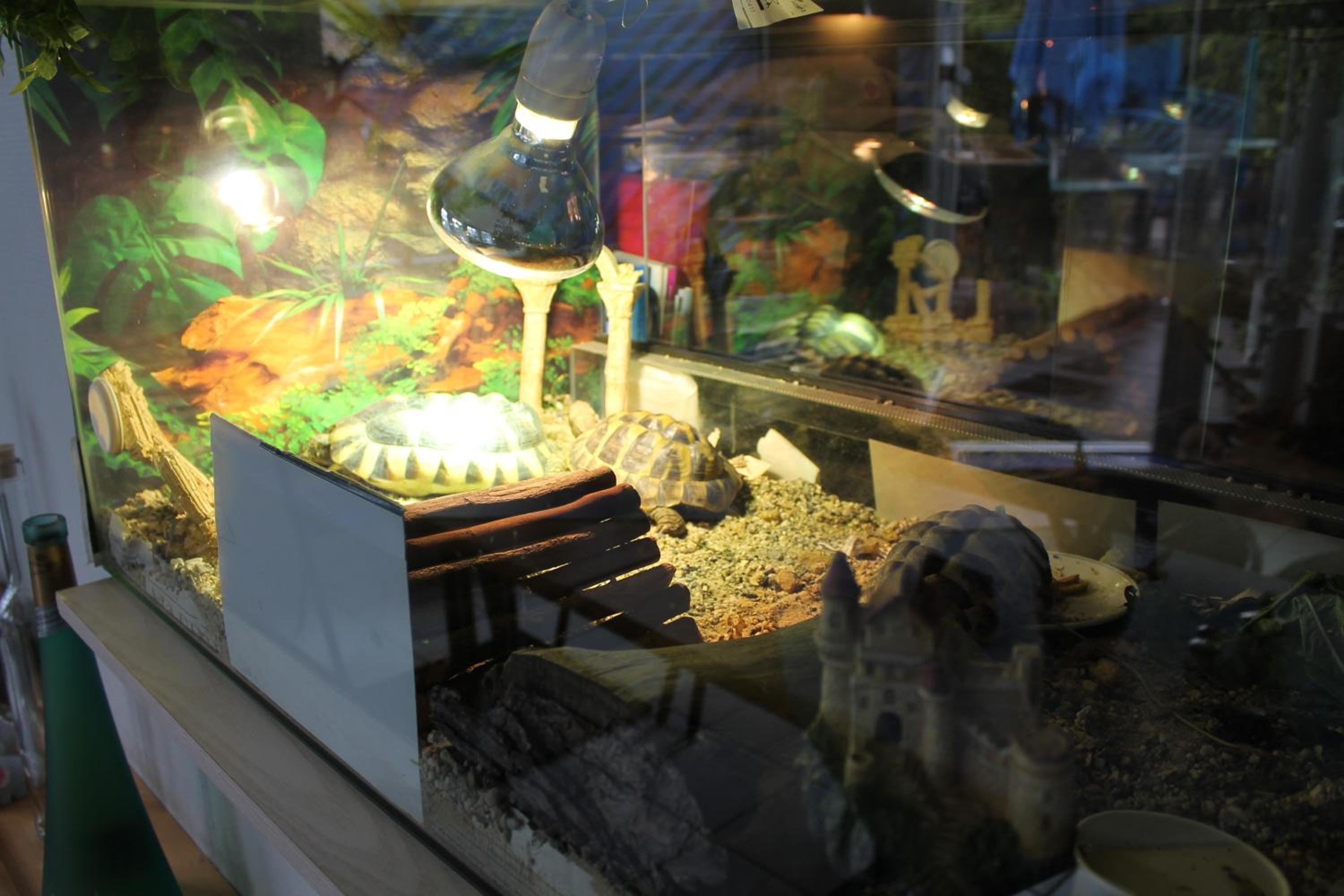 Фото Hotel Chassalla