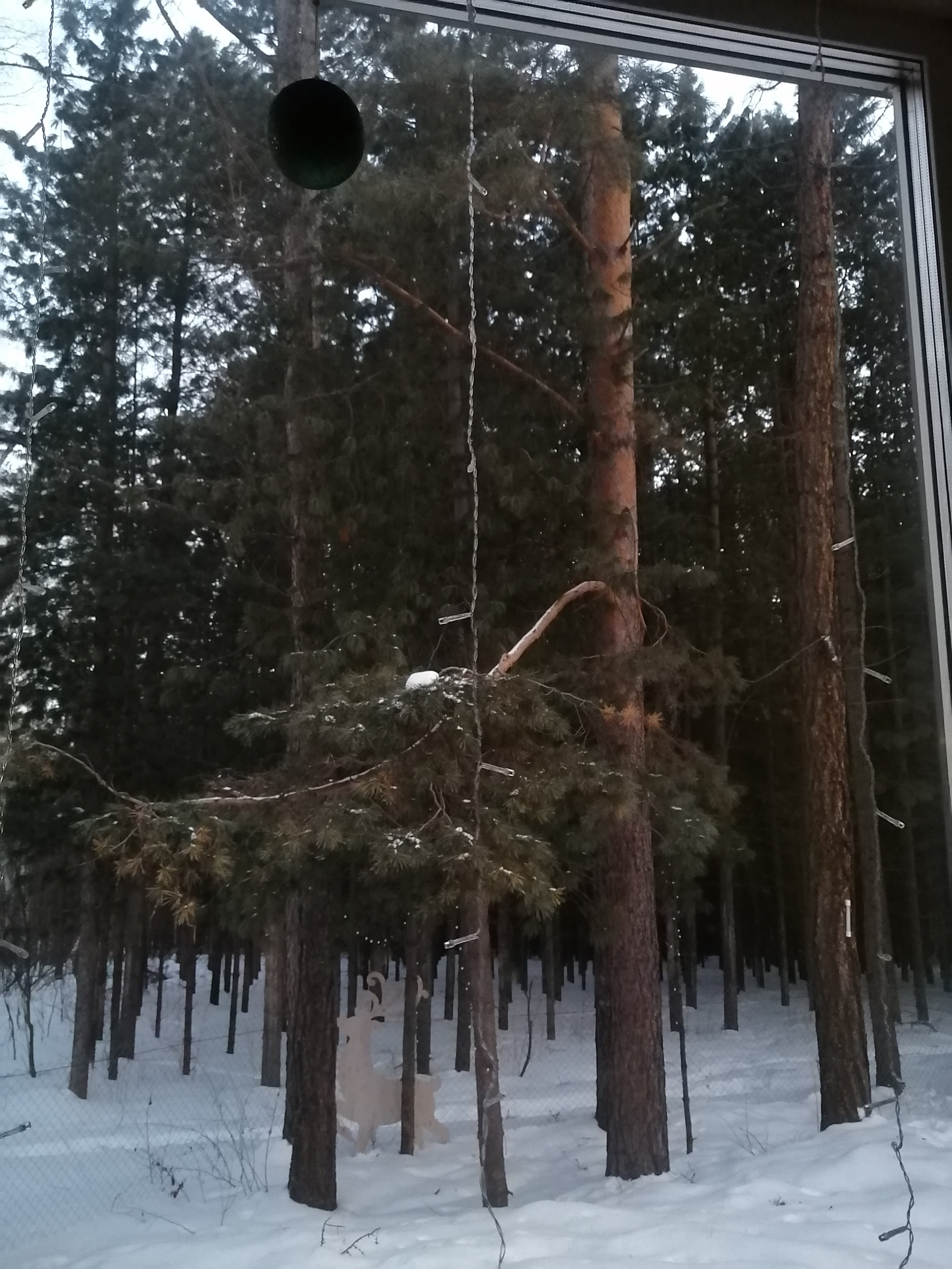 Фото Домики в лесу