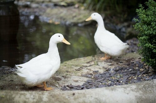 Гостиница Old Swan в Графстве Оксфордшир