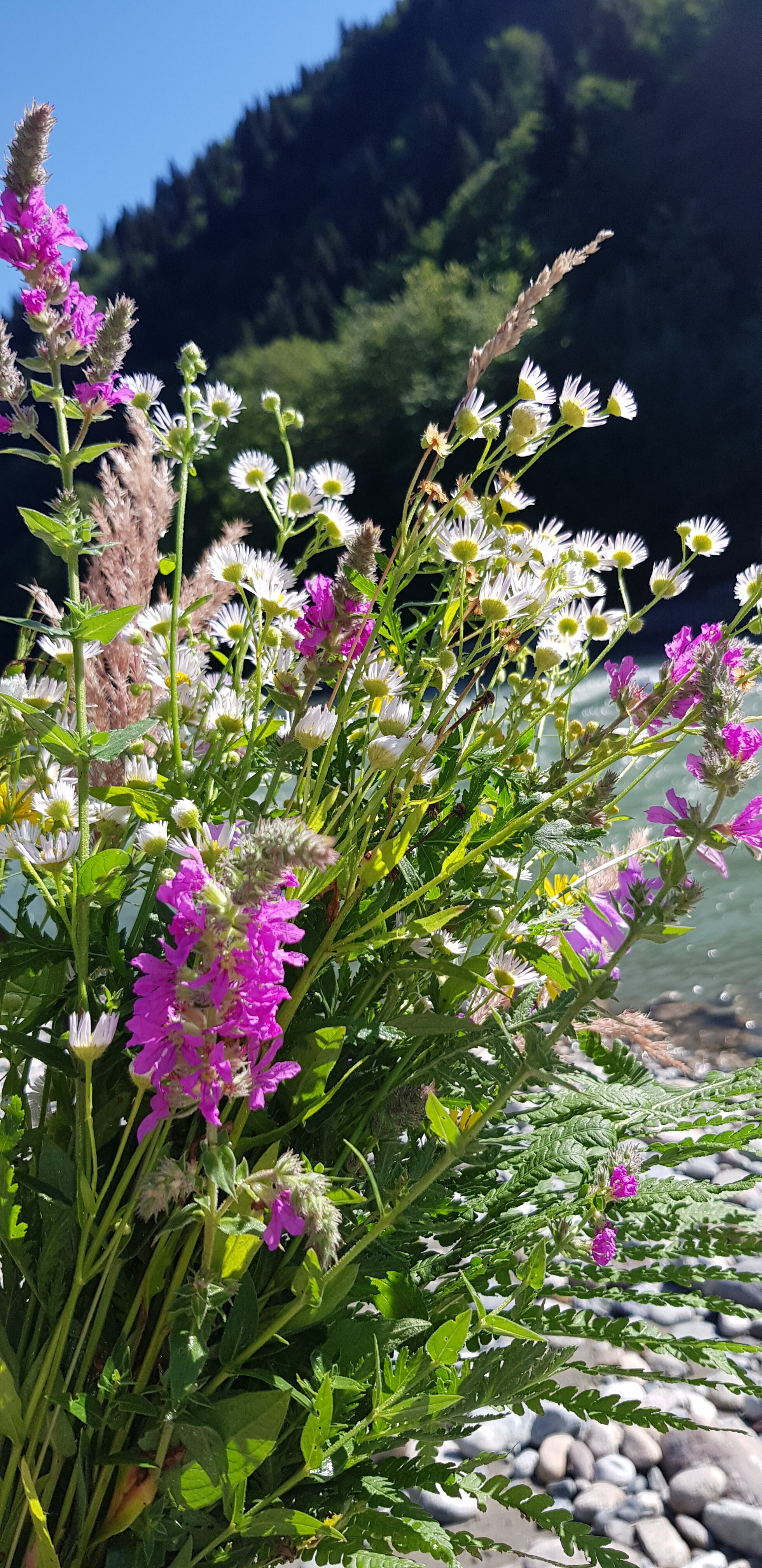 Фото Комбат