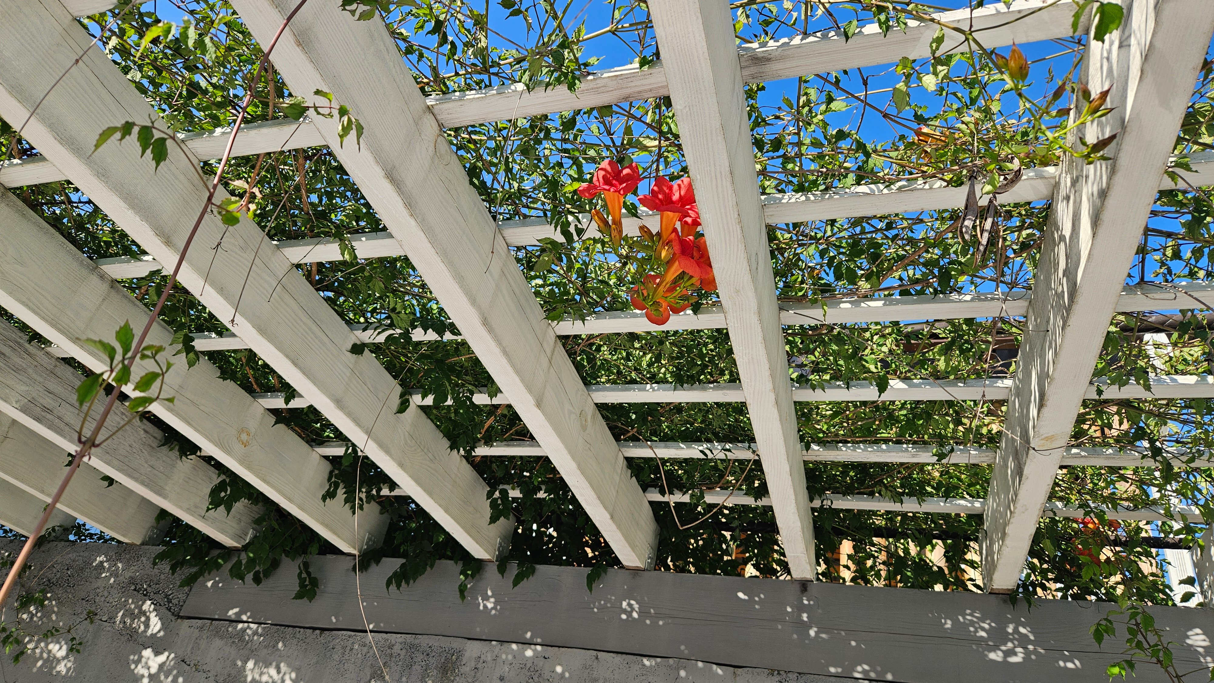 Фото Лимончелло