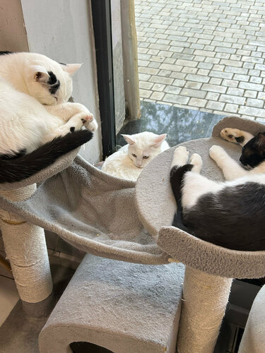 SSSR jinsiy aloqa onlayn porno video