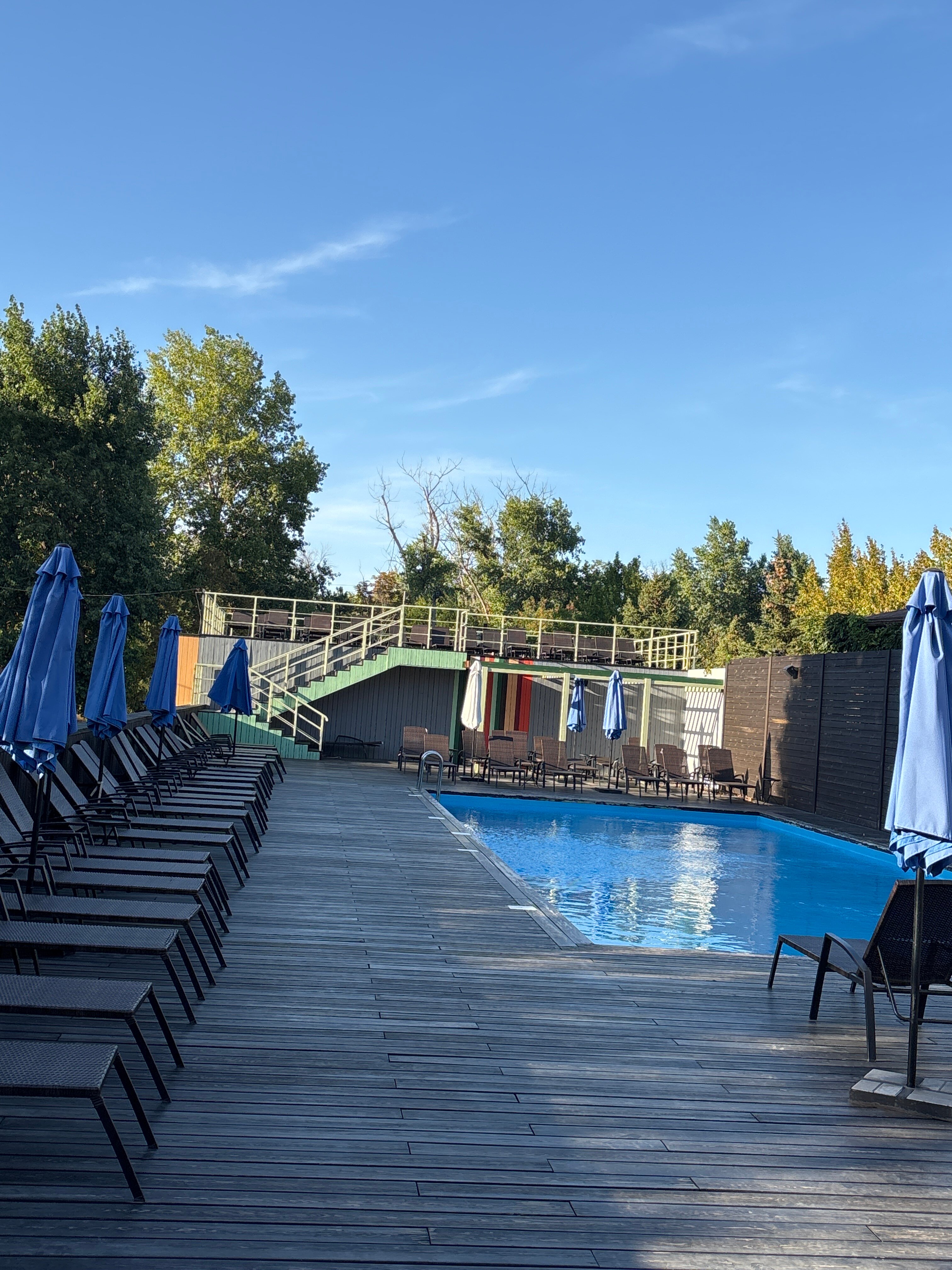 Фото Iva тенистая