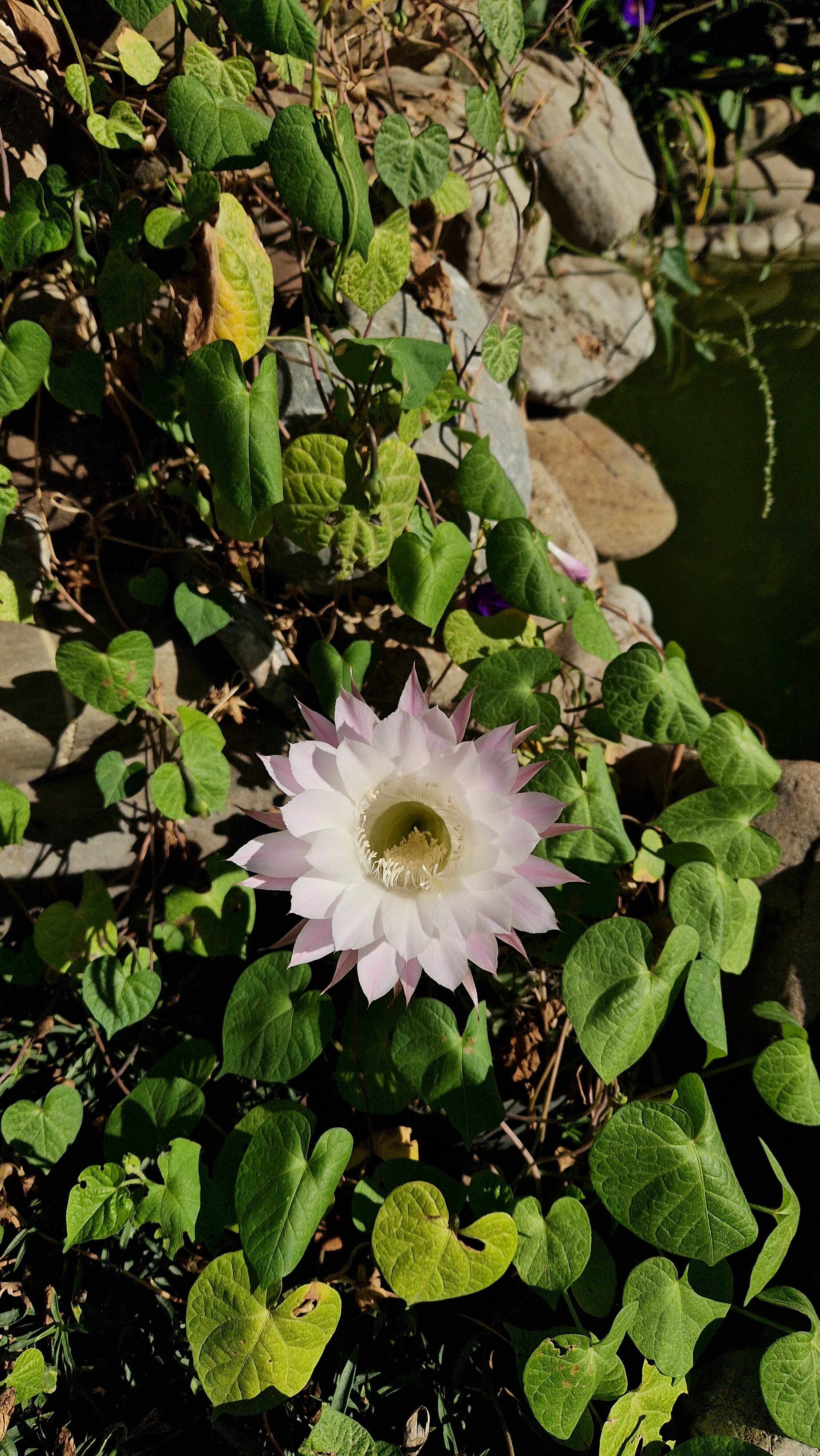 Фото Сервер