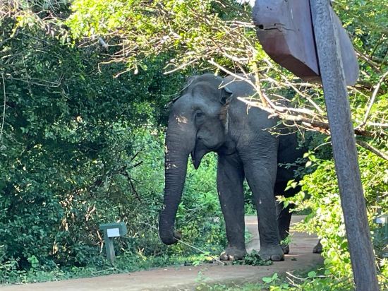 Фото Cinnamon Wild Yala