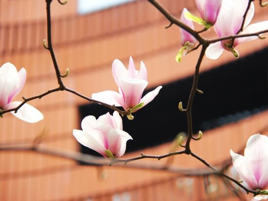 Фото Hualuxe Shanghai Twelve at Hengshan