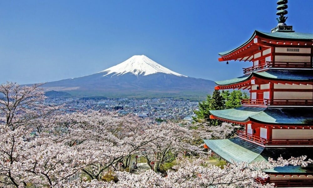 Фото Lupinus Kawaguchiko