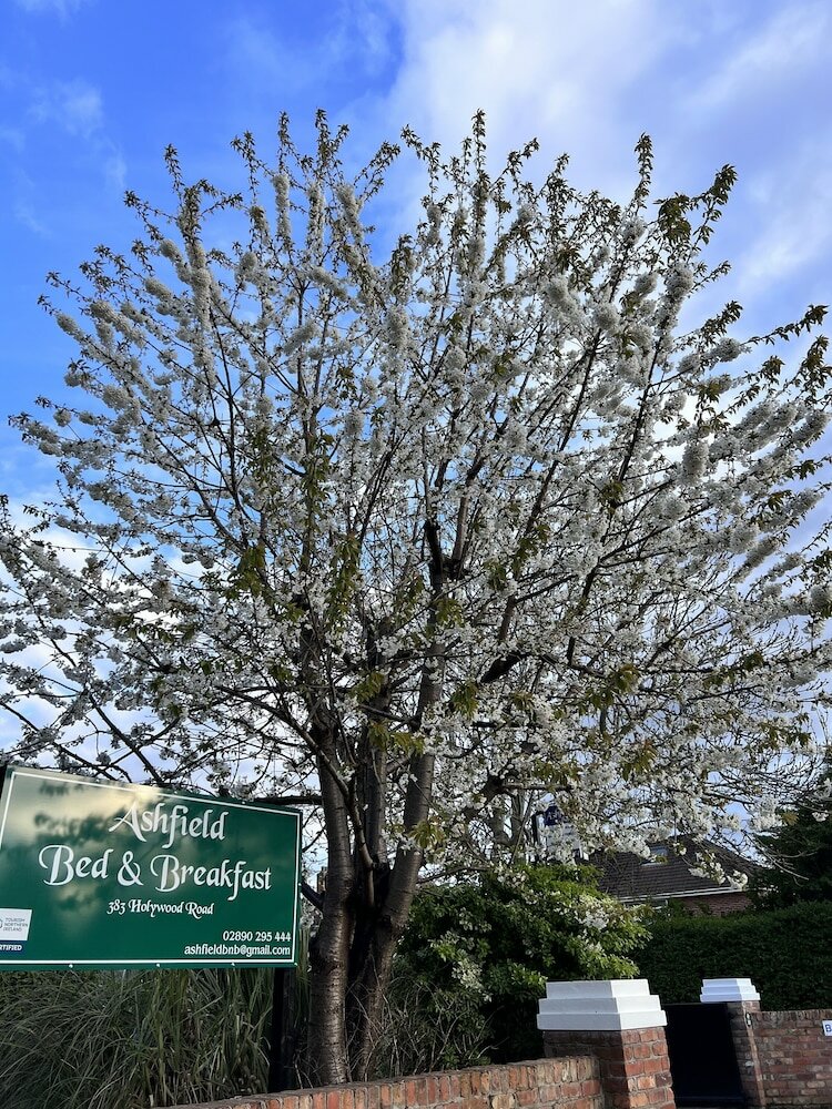 Фото Ashfield Bed and Breakfast