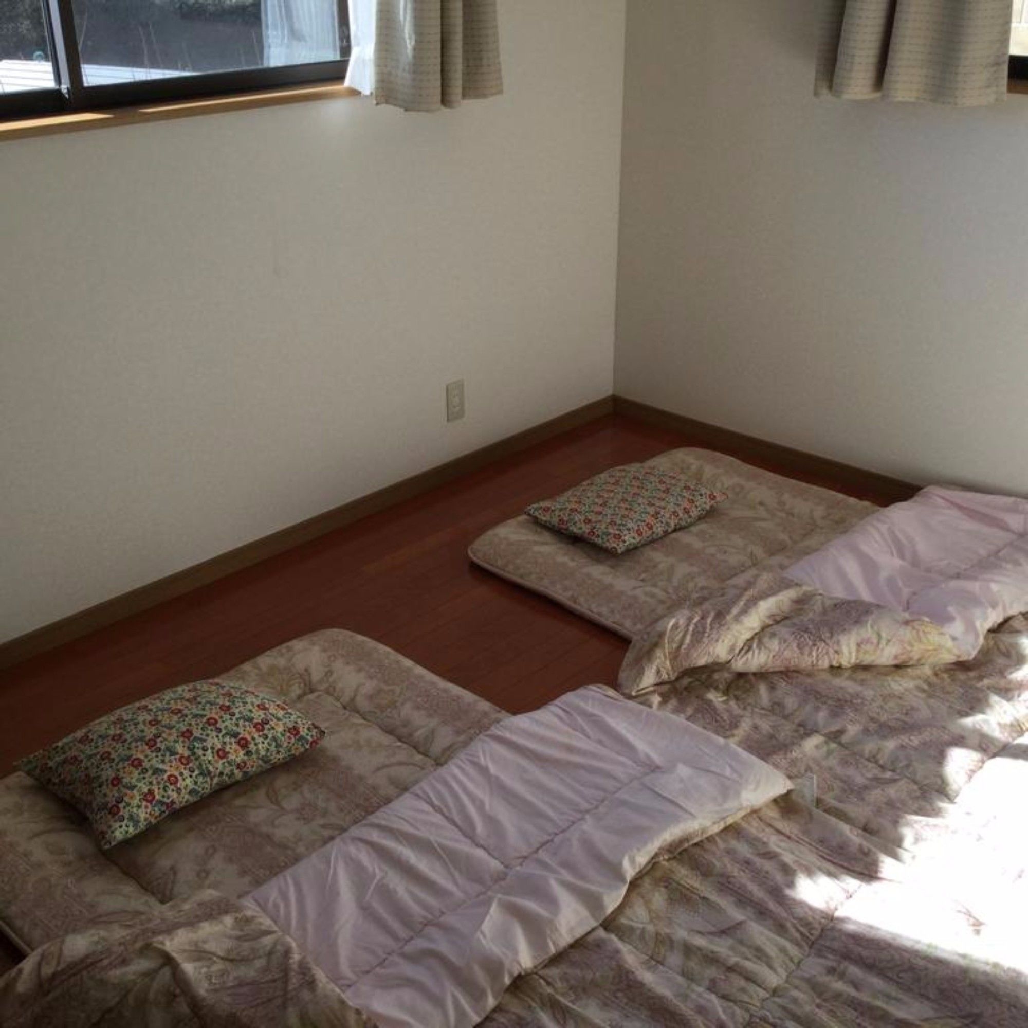 Фото Lupinus Kawaguchiko