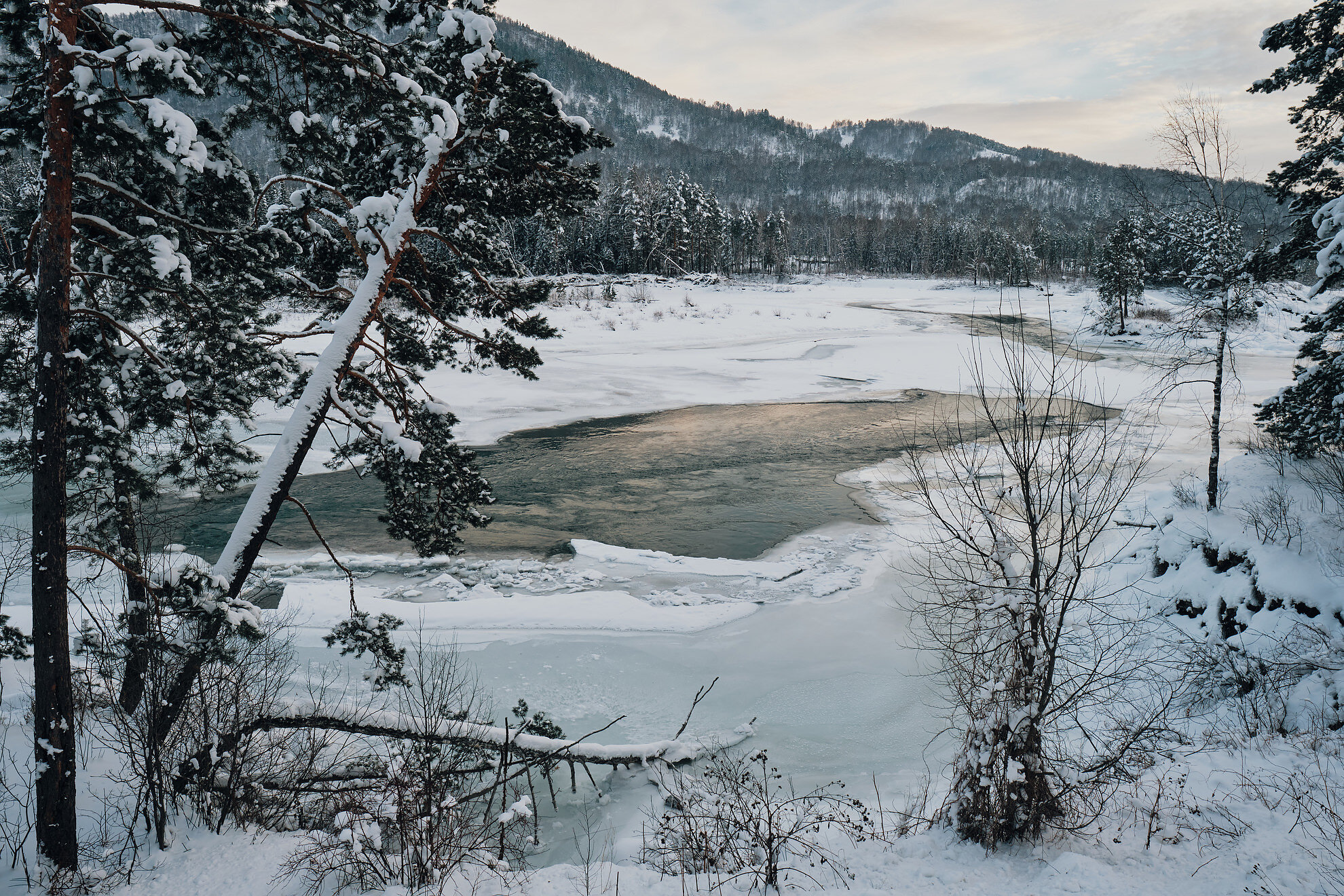 Фото Кедровый берег