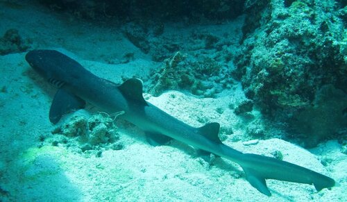 Гостиница Gustav's Place Beach & Diving Resort в Провинции Западный Миндоро