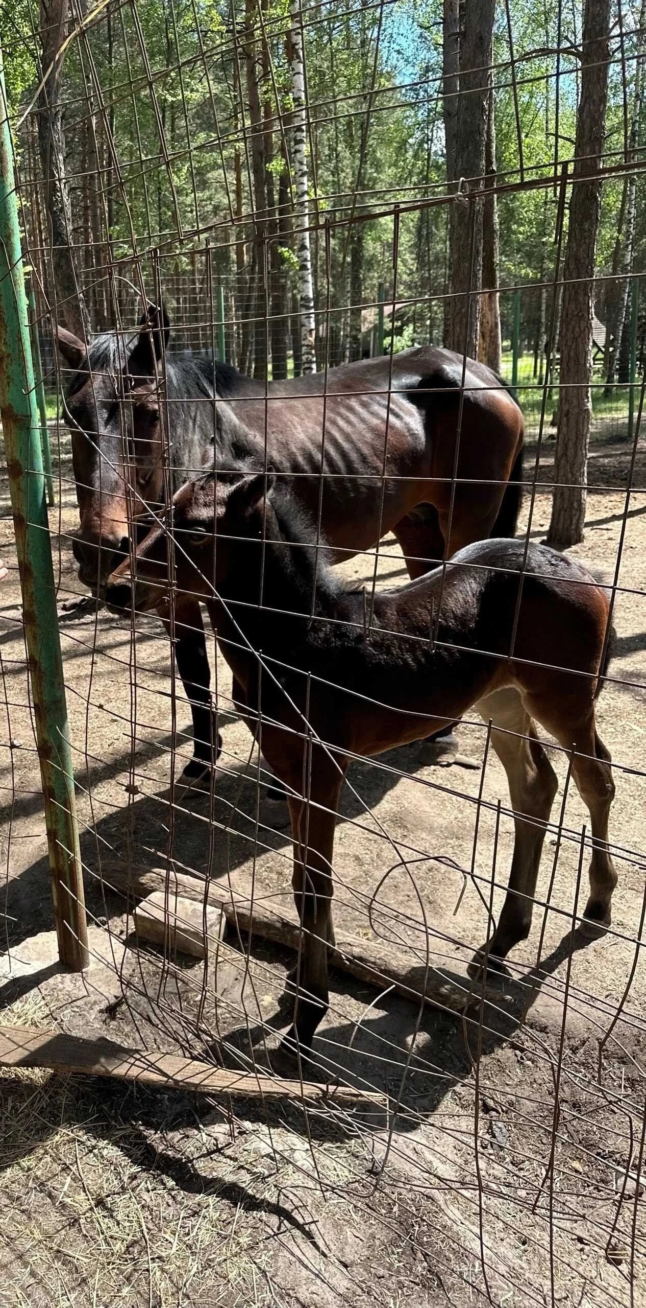 Фото Бригантина