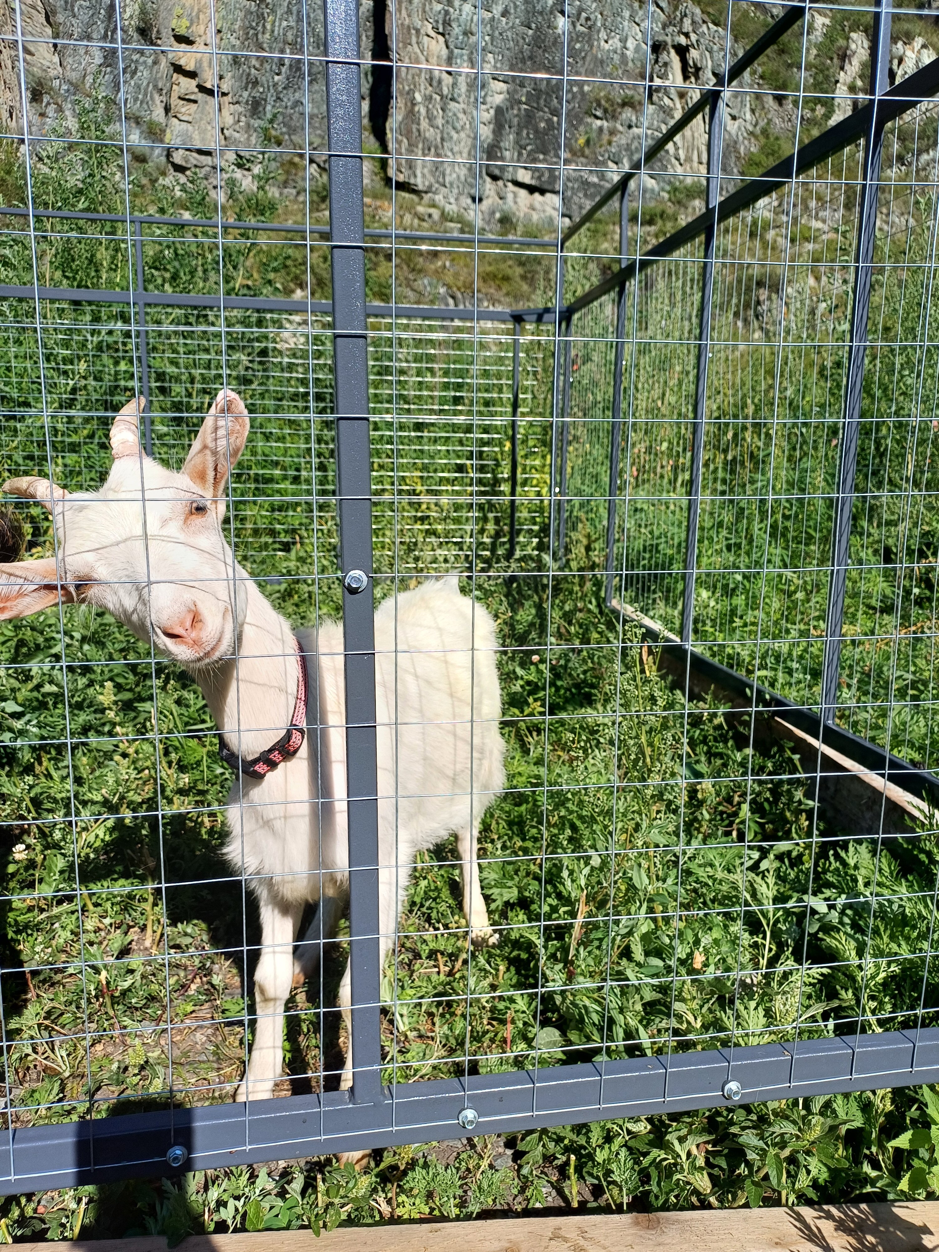 Фото Горная усадьба Altaypic