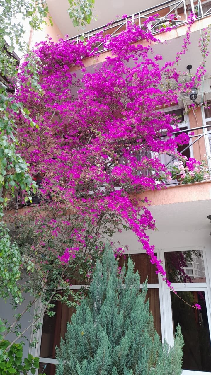 Фото Династия