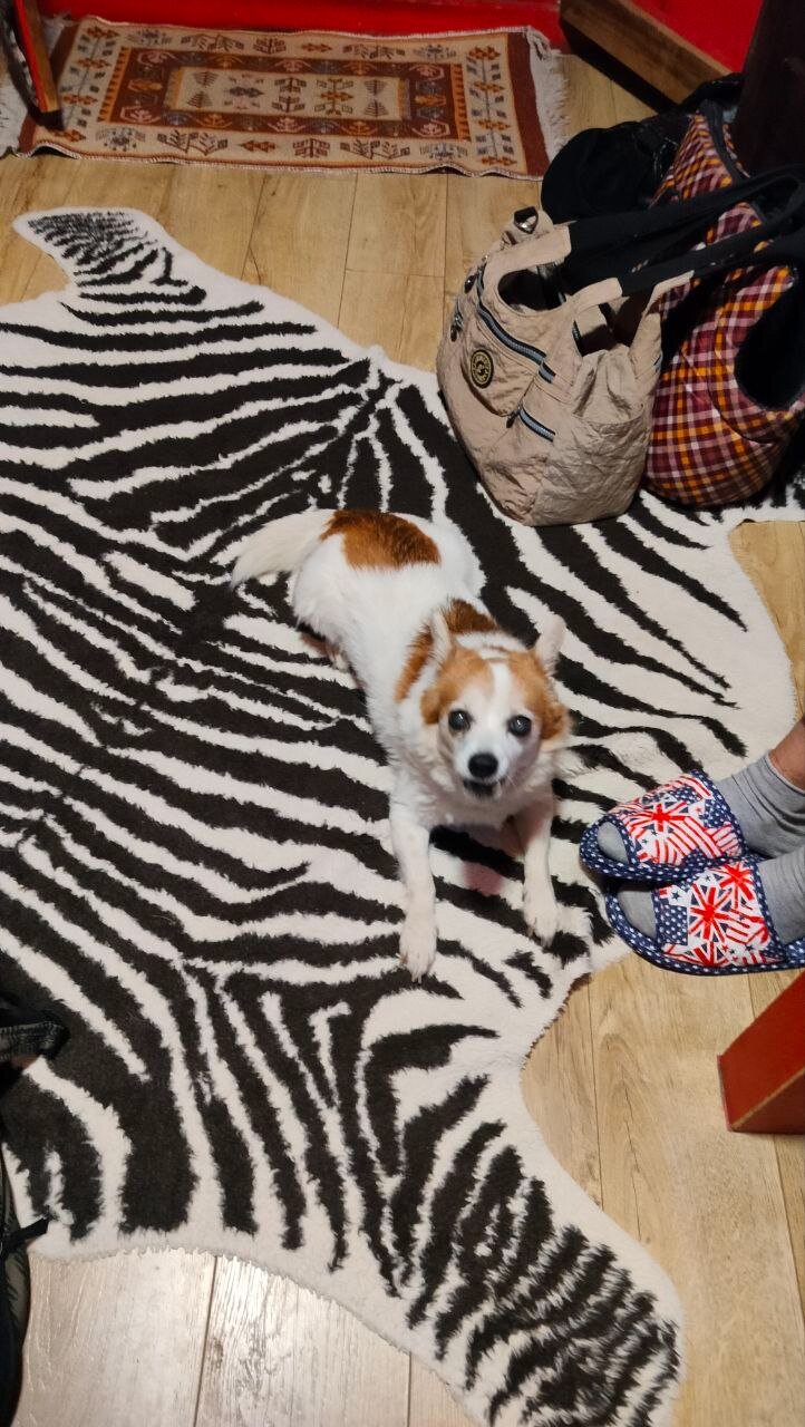 Фото Викинг