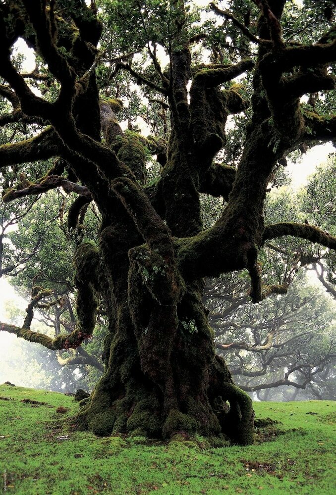 Фото Madeira Bright Star Hotel