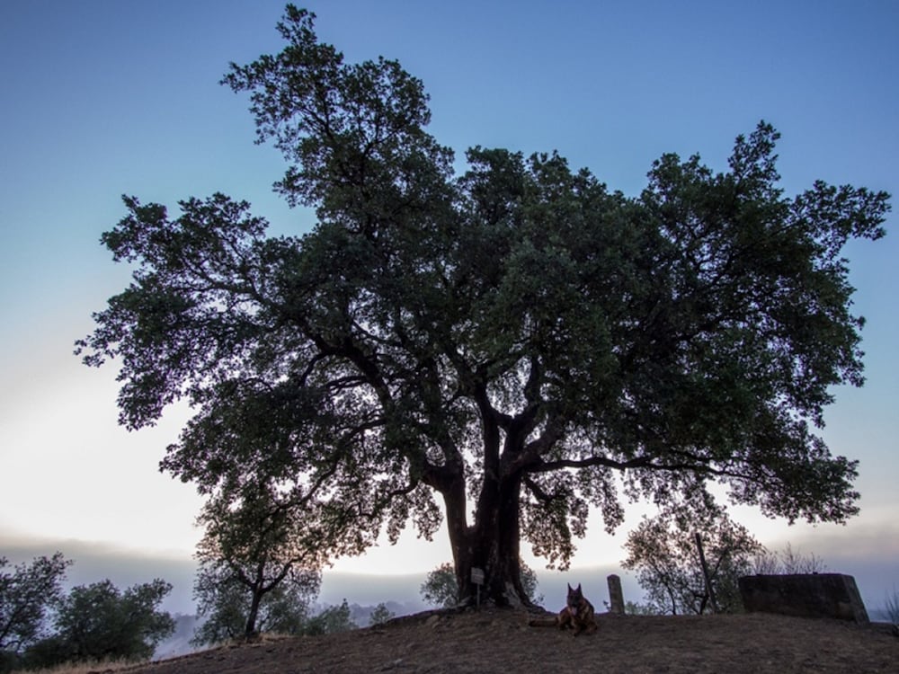 Фото Montebelli Agriturismo & Country Hotel