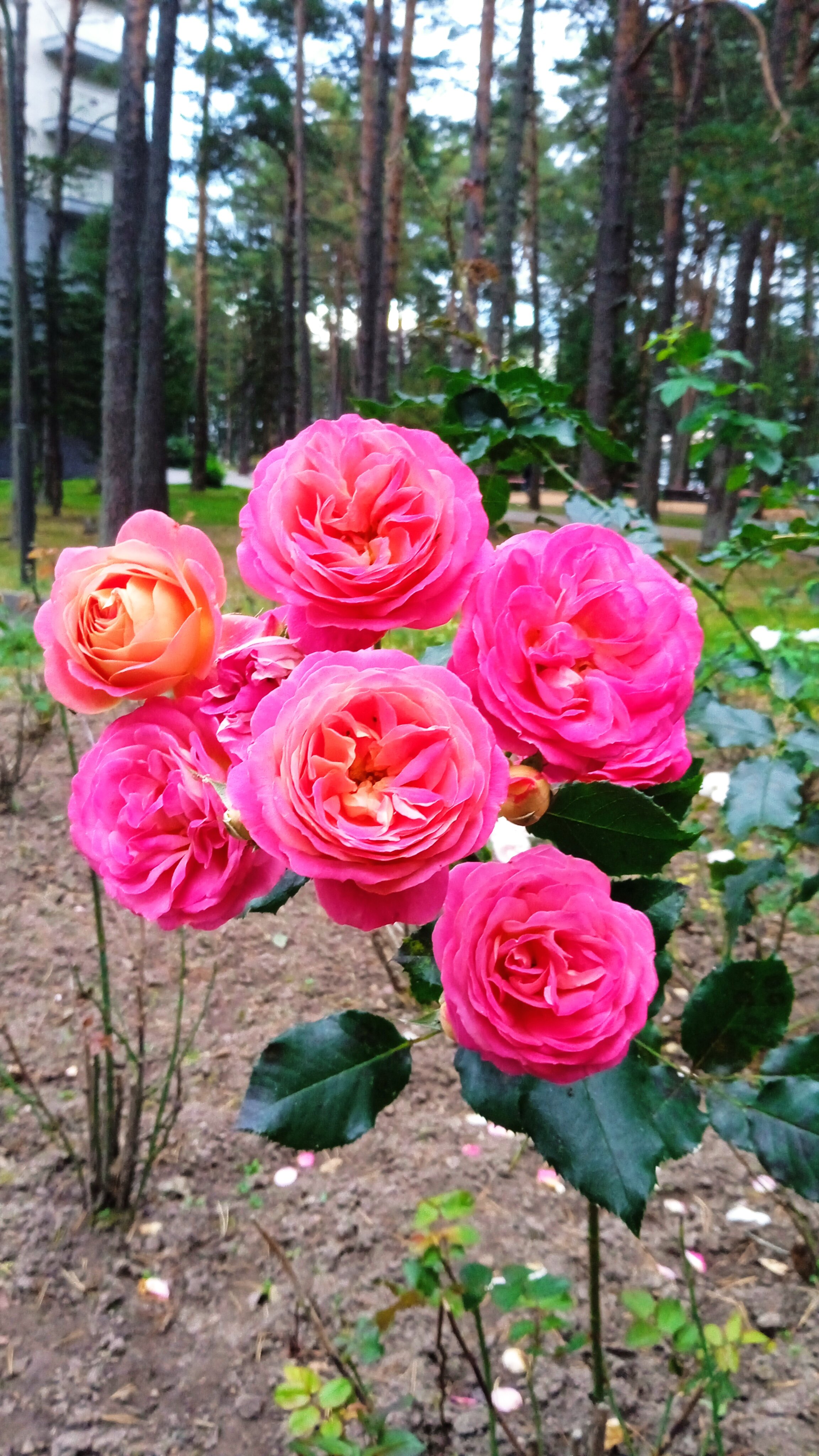 Фото Нарочанка