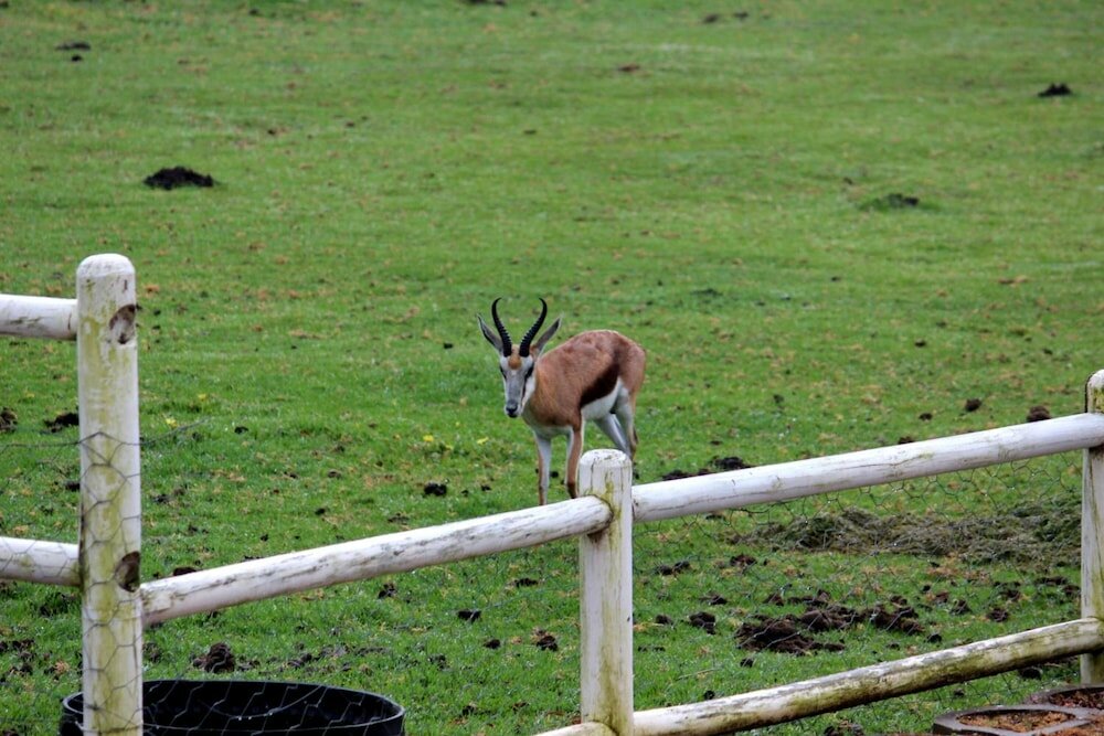 Фото Assegaaibosch Country Lodge