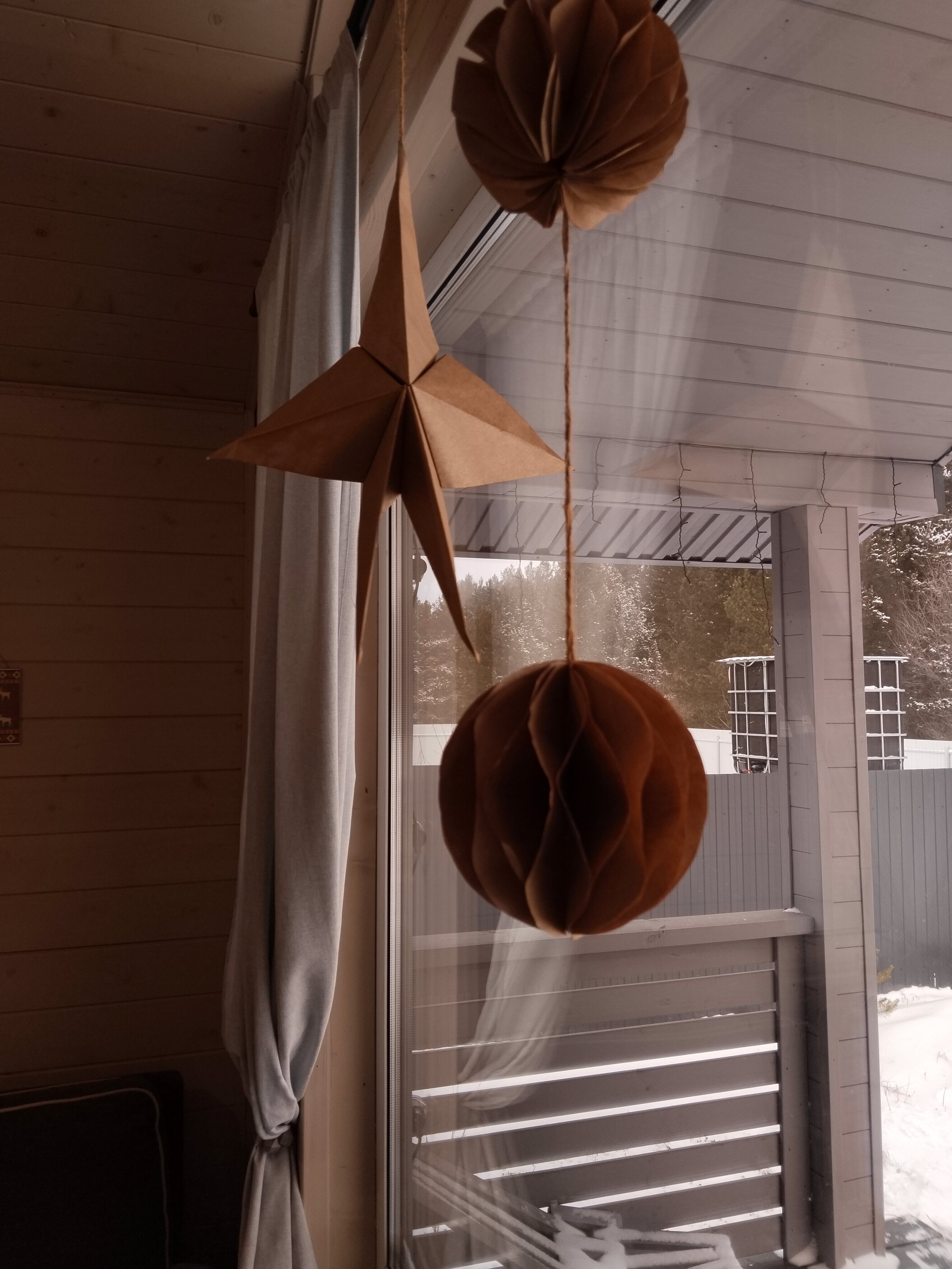 Фото Сосны. Тут