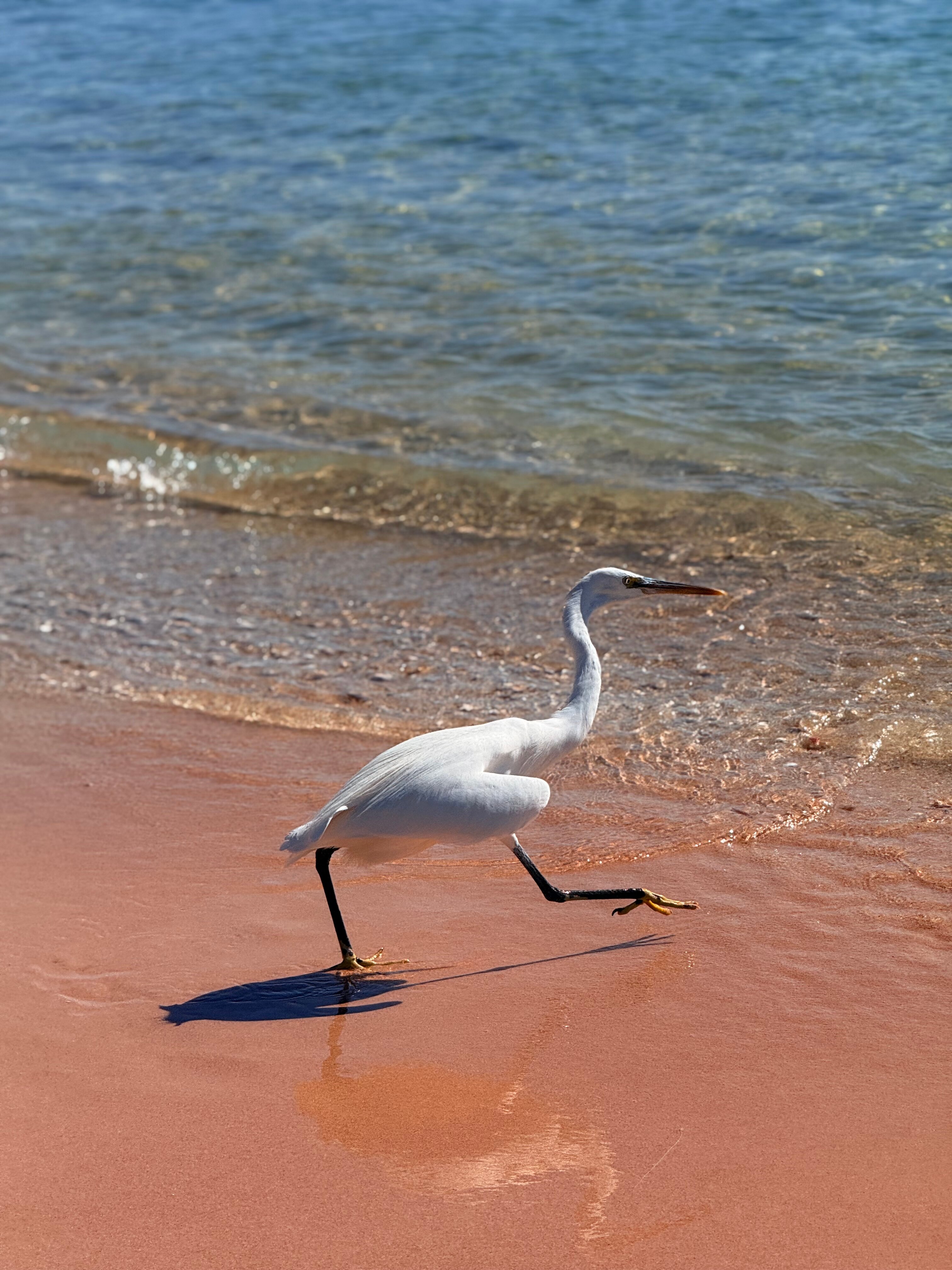 Фото Pyramisa Beach Resort Sahl Hasheesh