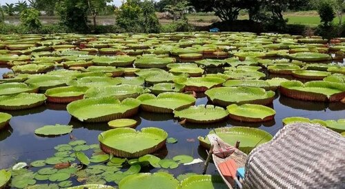 Гостиница Nap Corner Hostel в Пхитсанулоке
