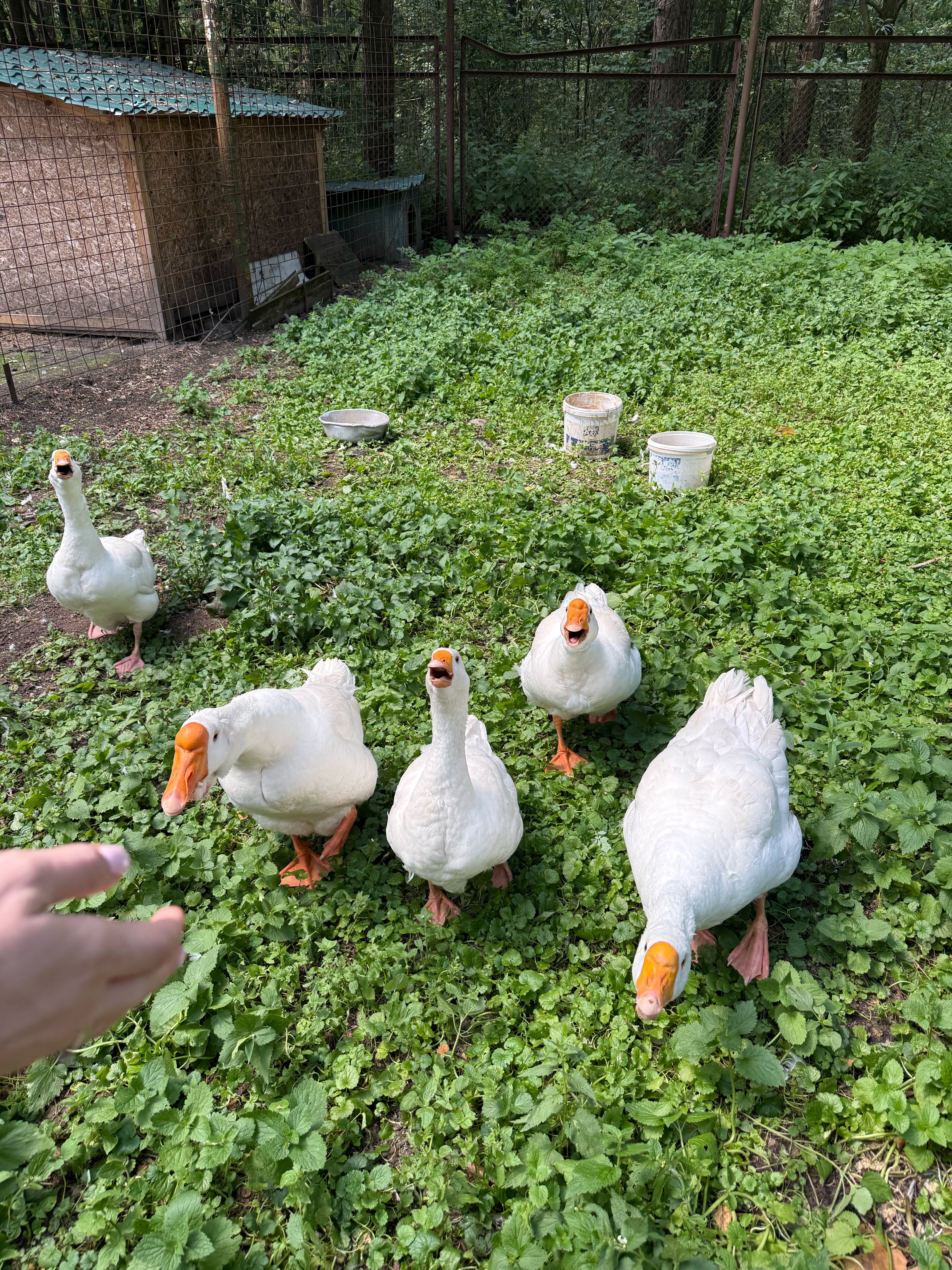 Фото Загородный клуб Бисерово