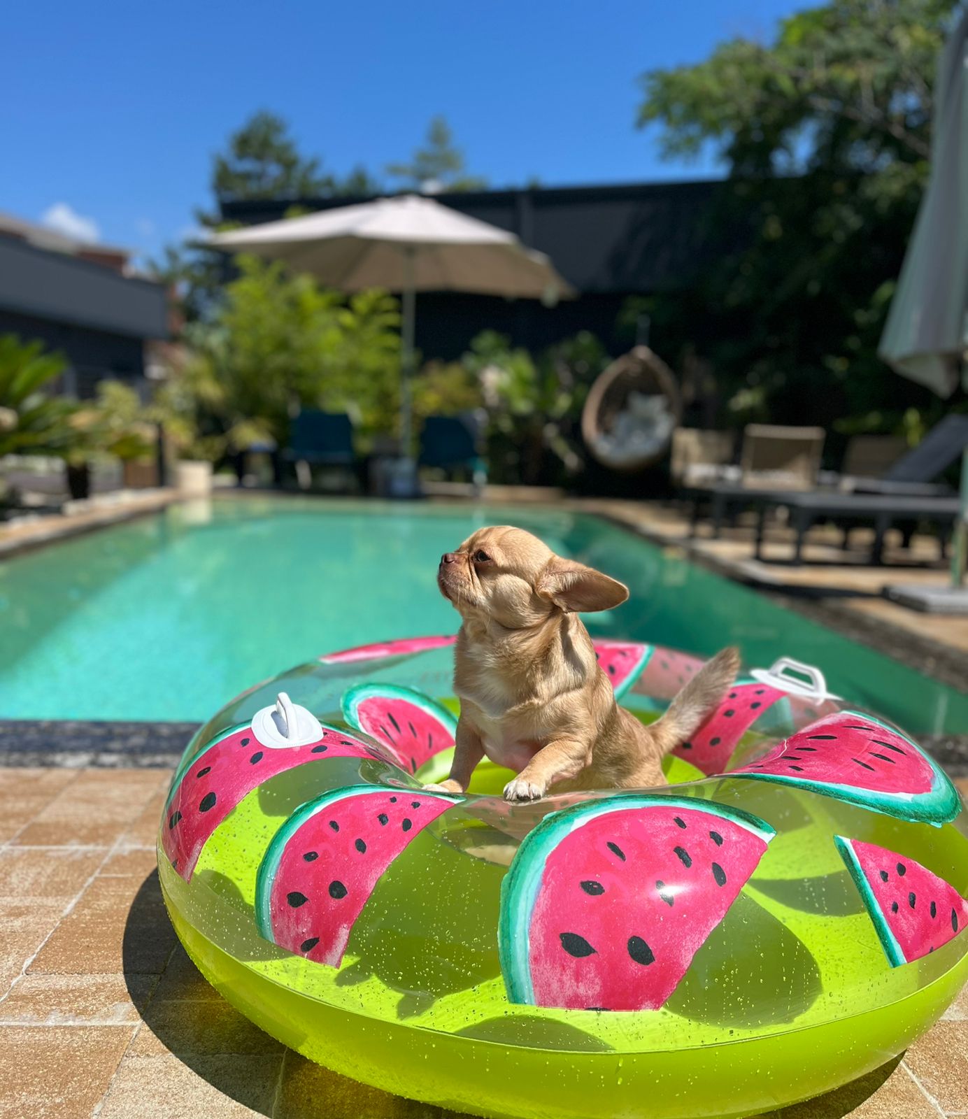 Фото Little Palm